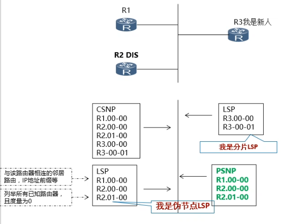 广播网络LSP交互过程