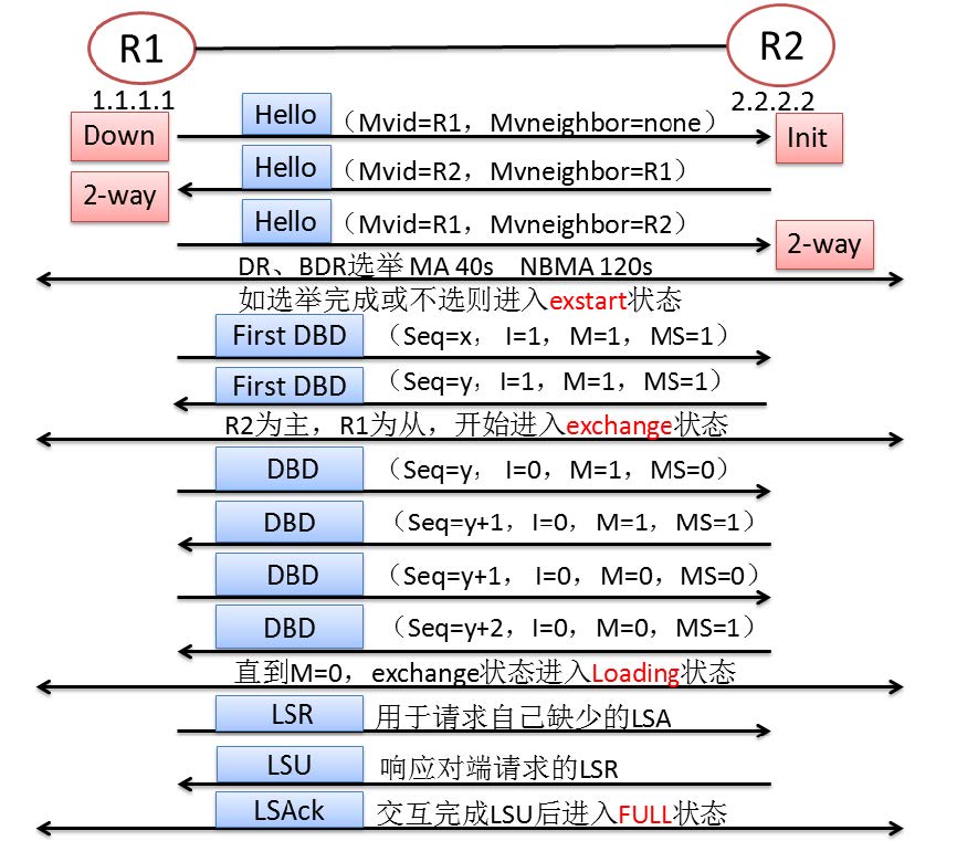 邻接建立过程